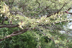 Acacia horrida